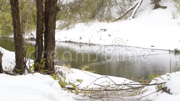 白雪皑皑的河岸绿树成荫特写视频的预览图