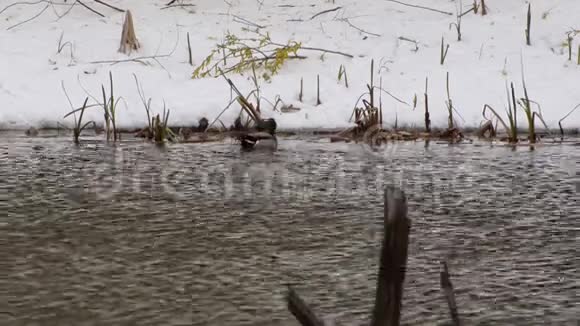 鸭在雪和芦苇的背景下漂浮在池塘里视频的预览图