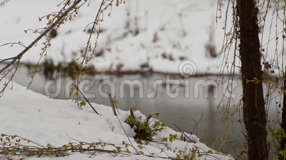 白雪覆盖的河岸绿叶特写镜头视频的预览图