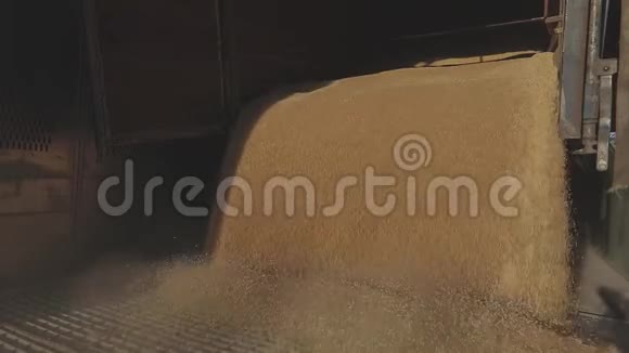 大量小麦从卡车卸到仓库把小麦装入筒仓视频的预览图