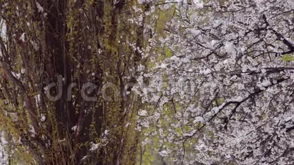 朵朵杏枝雪天自然异常视频的预览图