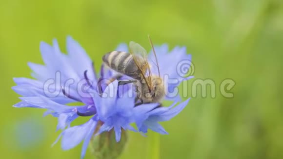 宏射大蜜蜂坐在美丽的蓝色矢车菊上特写这朵花是由蜜蜂授粉的大自然视频的预览图