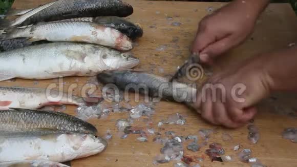 鱼的清洗和切割视频的预览图