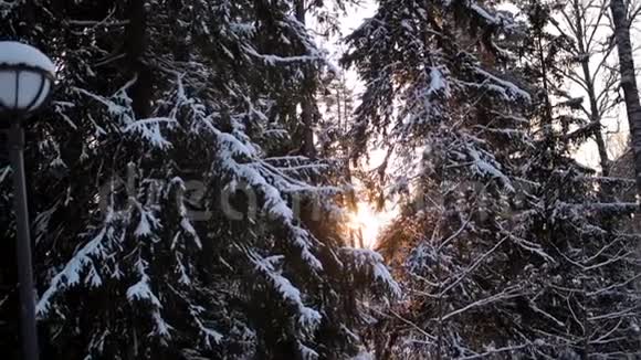 森林里的阳光阳光透过覆盖着雪的树枝照耀视频的预览图