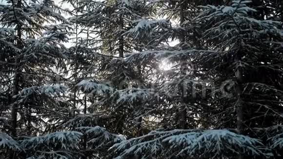 森林里的阳光夕阳穿过覆盖着雪的树枝视频的预览图