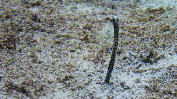 花园鳗鱼从洞里觅食视频的预览图