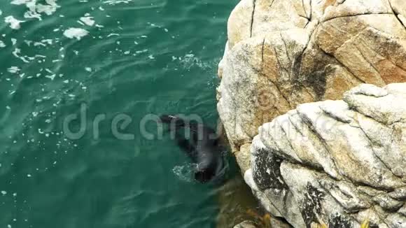 新西兰毛皮海豹游泳视频的预览图