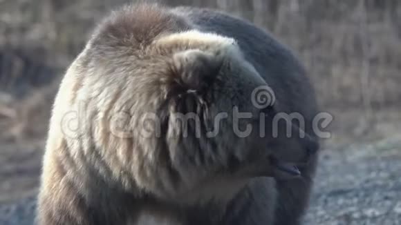 饥饿的野生堪察加棕熊威胁地环顾四周的肖像视频的预览图