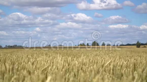 大麦田的景色进入地平线视频的预览图