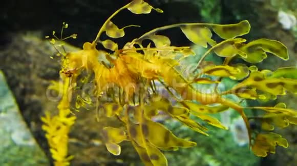 一条多叶的海龙游走了视频的预览图