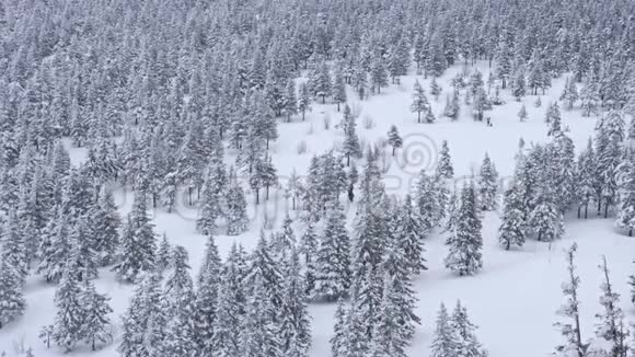 一群游客穿过高地冬季积雪覆盖的森林视频的预览图