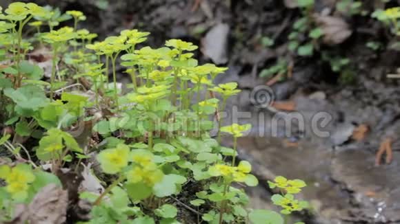 水源泉金沙溪林药用植物视频的预览图