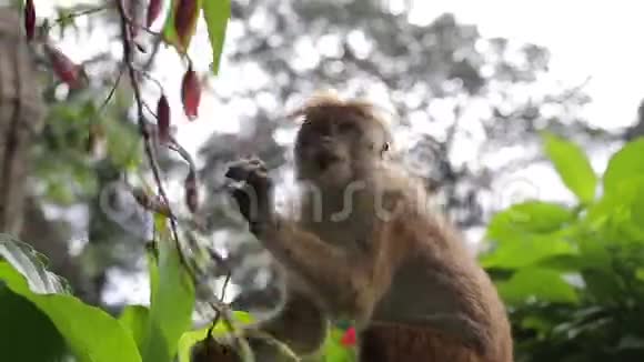 猴子在树上特写视频的预览图