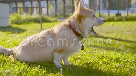 可爱的科吉狗坐在草地上视频的预览图