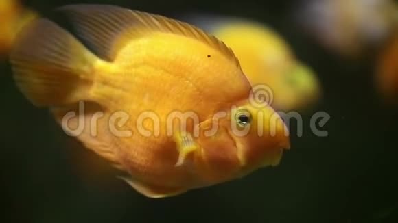 黄鱼又称金虹鱼金鱼黄鱼或金丝雀视频的预览图
