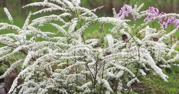 美丽的开花白色的灌木枝条视频的预览图