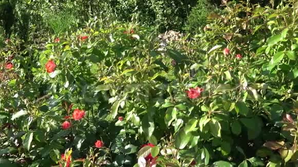 公园里的春红玫瑰花视频的预览图