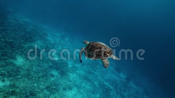 绿海龟对着我的相机游泳完美的SHOT视频的预览图