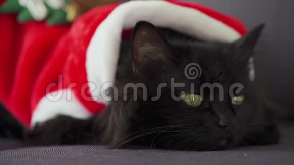 特写一只黑色毛茸茸的猫的肖像绿眼睛打扮成圣诞老人圣诞节象征视频的预览图
