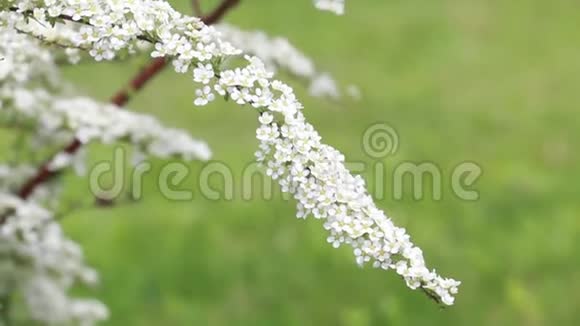 美丽的开花白色的灌木枝条视频的预览图