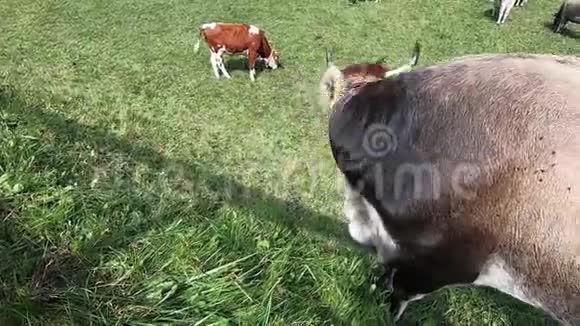 靠近典型的泰勒伦高山牛在白云岩的一片绿色草地上放牧草地牛群和典型的视频的预览图
