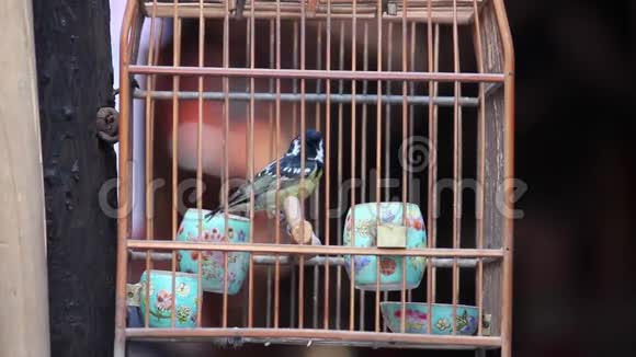 笼中鸟在街上出售的木制笼子里飞来飞去视频的预览图