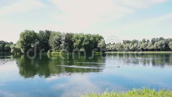 在城市公园中央的一个放养野鸭的池塘里放松点视频的预览图
