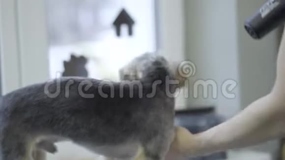 沙龙里可爱小狗的肖像专业干燥毛皮可爱的约克郡猎犬在美容沙龙这就是视频的预览图