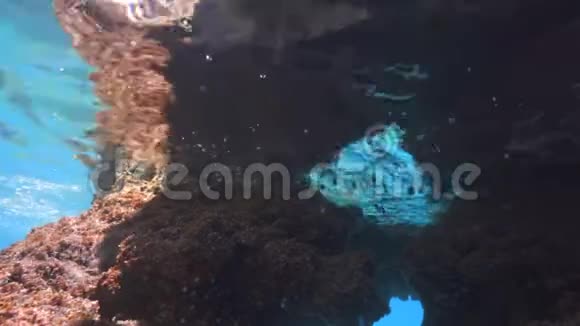 珊瑚礁上方一群小鱼在珊瑚上觅食视频的预览图