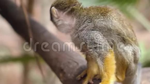 可爱的松鼠猴子赛米里西乌雷乌斯4k电影剪辑视频的预览图