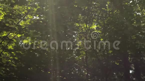 太阳光线穿过树叶美丽的柏树仙林垂直移动视频的预览图