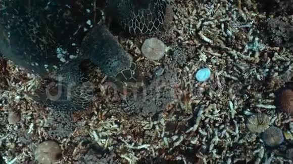 绿海龟Cheloniamydas在Cortez海的珊瑚礁上游泳下加利福尼亚苏尔墨西哥视频的预览图