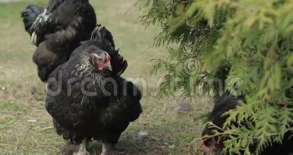 鸡在树附近的院子里村里的黑鸡视频的预览图