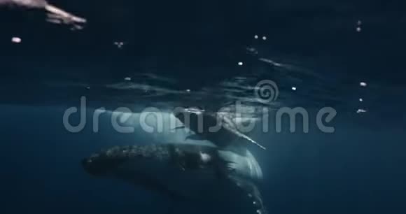 座头鲸小牛与母水下海洋的特写留尼汪岛纯透明水中鲸录像视频的预览图