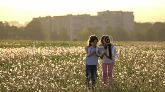 美丽的小妹妹收集蒲公英的种子用风吹着小女孩在户外的草地上玩得开心视频的预览图
