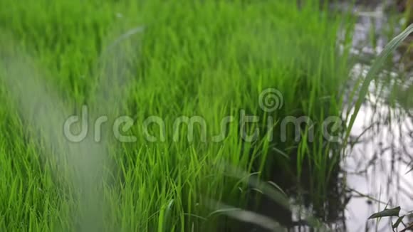 背景幼嫩多汁的绿芽覆盖着水稻的网生长着美丽的健康田野清新的绿色视频的预览图