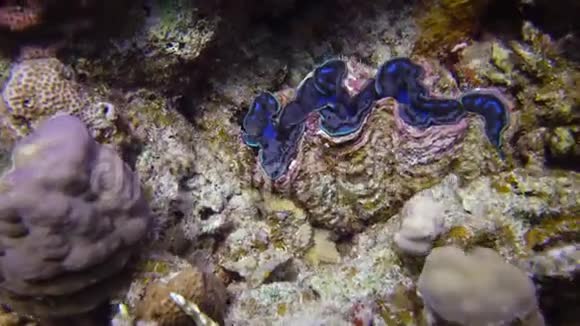 红海礁珊瑚中生长的TridaknaTridacnaMaxima双壳类软体动物视频的预览图