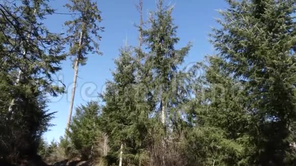 林道之上的松树视频的预览图