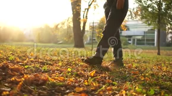 一个带着狗的女孩走过一个秋天的公园在阳光和日落的背景下穿过倒下的黄色树叶视频的预览图
