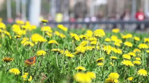 春天的草地上有黄色的蒲公英和蝴蝶视频的预览图
