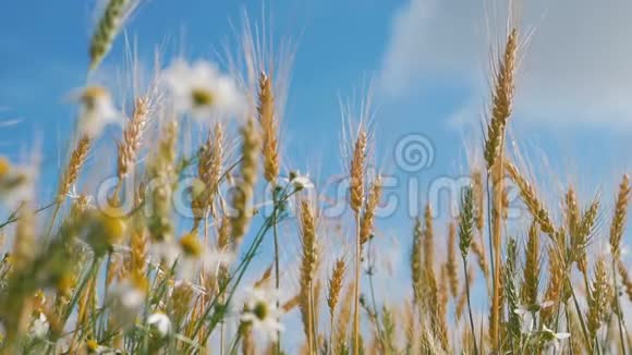 面包和农业的概念小麦作物在蓝天的映衬下在田野上飞舞黄色的麦粒在风中飘动视频的预览图