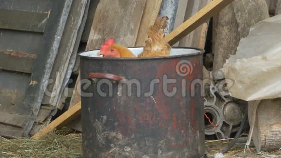 母鸡在农场的锅里视频的预览图