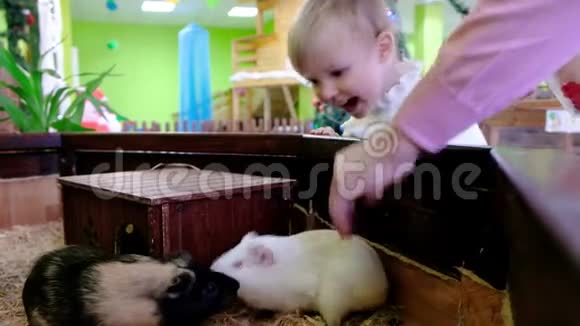 可爱的女婴在接触动物园接触卡维家里的宠物视频的预览图