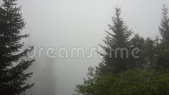 森林里弥漫着雾针叶树草和灌木丛的绿色顶部视频的预览图
