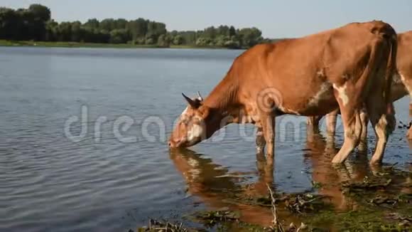 棕色奶牛从河里喝水视频的预览图
