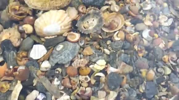 爱尔兰西海岸大西洋游泳虾视频的预览图