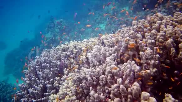 热带鱼类和TridaknaTridacnaMaxima双壳类软体动物生长在红海珊瑚礁上的珊瑚中视频的预览图