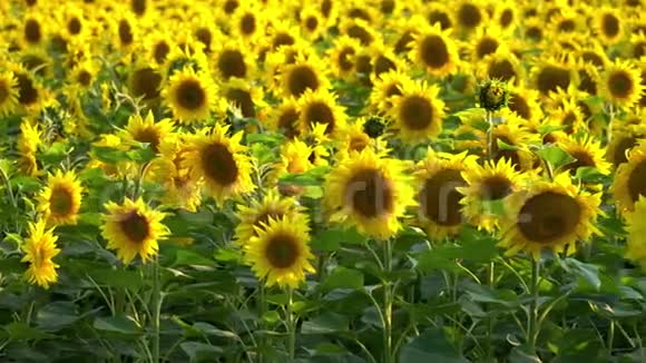 美丽的向日葵生长在田野上很多黄色的大花视频的预览图