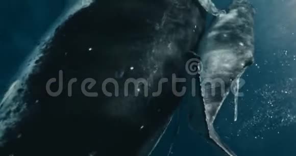 非常特写的短鲸母鲸和小牛在汤加水域游泳鲸在太平洋中游泳视频的预览图