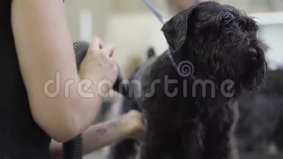 沙龙里可爱的黑狗的肖像专业美容师在美容美发厅为可爱的黑色动物烘干毛皮视频的预览图